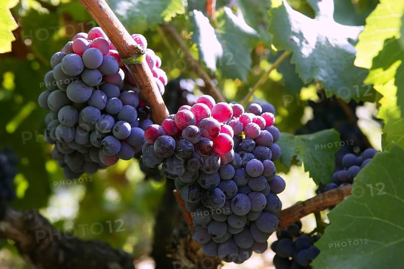 Black red grape for wine production in Spain grapevine fields