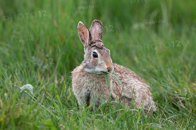 European rabbit (Oryctolagus cuniculus), sitting in the grass and eating, Italy, Europe