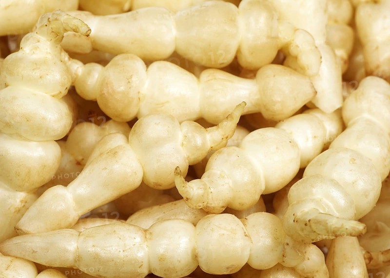 Chinese artichoke, Japanese potato, tuberous potato, labiates, CROSNE OR CHINESE ARTICHOKE stachys affinis