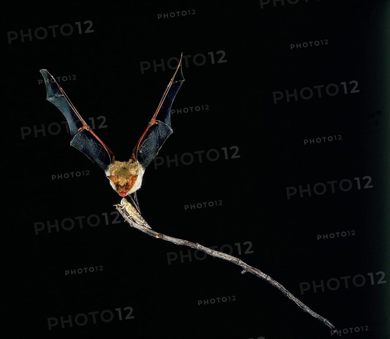 Mouse-Eared Bat (myotis myotis), Adult in Flight, Catching Grasshopper