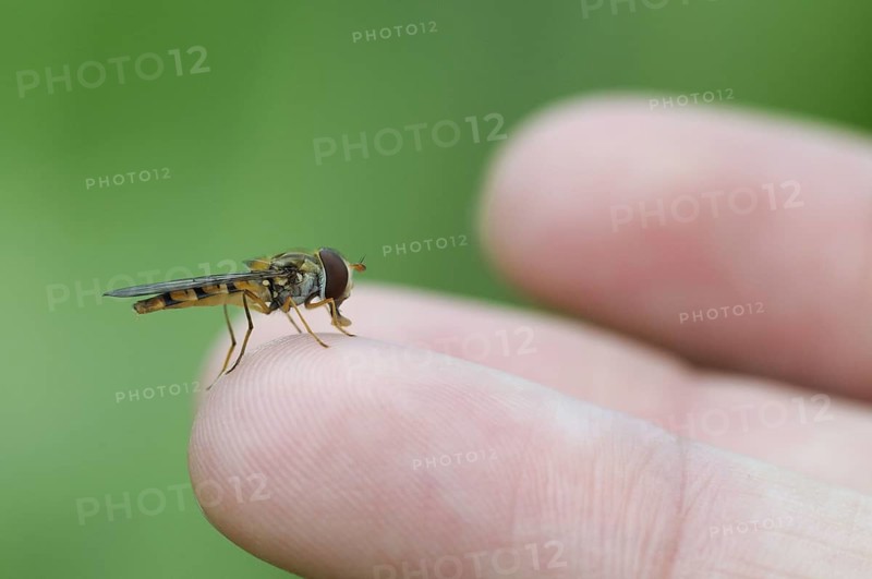 Marmalade Hover Fly on finger, North Rhine-Westphalia, Germany (Episyrphus balteatus)