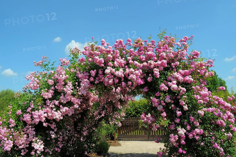 Oberderdingen, Rose Garden, Rose Arch