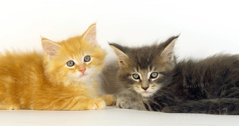 Blue Blotched Tabby, and Cream Blotched Tabby Maine Coon, Domestic Cat, Kittens against White Background, Normandy in France