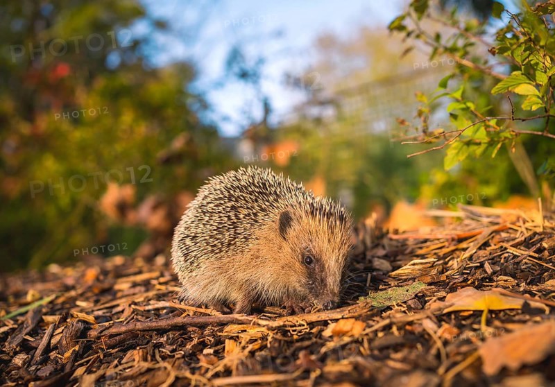 A little hedgehog in a forest walking in autumn