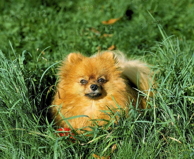 Miniature German Spitz Dog laying on Grass