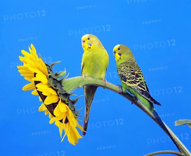 Budgerigar (melopsittacus undulatus), Adults standing on sunflower