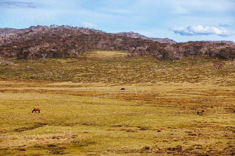 A landscape view in the late afternoon on the Cascade Hut Trail near Dead Horse Gap and Thredo in Kosciuszko National Park, New South Wales, Australia, Oceania