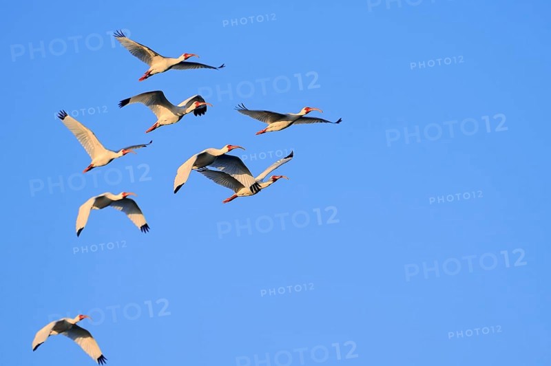 White american white ibis (Eudocimus albus), Sanibe, Iceland, USA, Europe