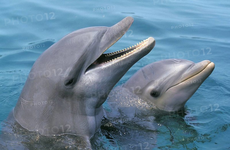 Bottlenose Dolphin (tursiops truncatus), Heads at Surface