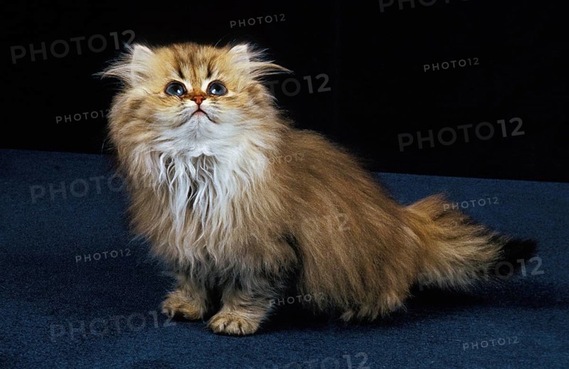Golden Persian Domestic Cat, Kitten