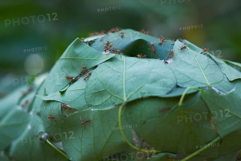 Tailor Ants building nest by binding leaves with silk spun by larvae, St Lucia, iSimangaliso Wetland Park, KwaZulu-Natal, South Africa (Oecophylla longinoda)