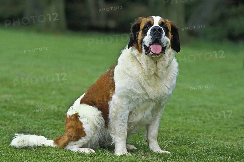 Saint Bernard, Rescue Dog