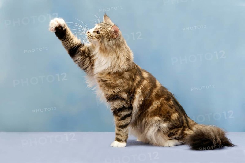 Norwegian Forest Cat, raising paw, sideways, paw raised