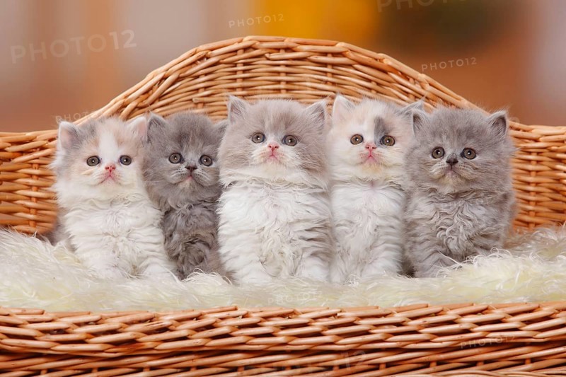 British Longhair Cats, Kitten, British Longhair Cat, Highlander, Lowlander, Britanica, BLH