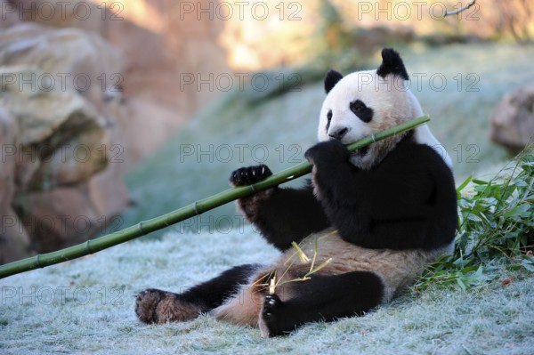 Giant Panda (Ailuropoda melanoleuca) eats bamboo, bamboo bear
