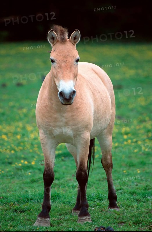 Przewalski-Pferd, Stute, Przewalski's Wild Horse (Equus przewalskii), mare, [Saeugetiere, mammals, Huftiere, hoofed animals, Pferde, horses, Pferdeartige, equids, Unpaarhufer, Asien, asia, aussen, outdoor, frontal, head-on, von vorne, Wiese, meadow, weiblich, female, aufmerksam, alert, stehen, standing, adult, Hochformat, vertical]