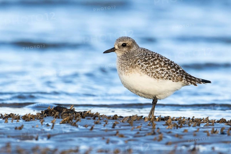 Black-bellied Plover