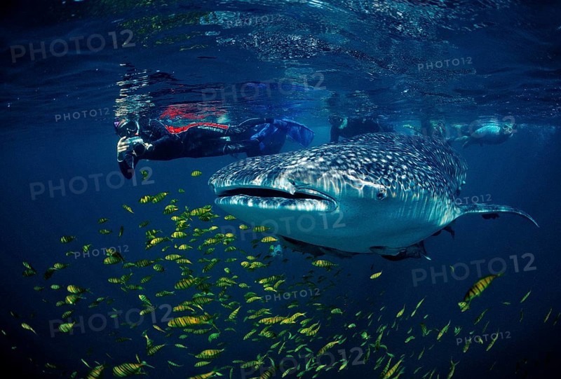 Whale shark, Rhincodon thypus, Mexico, Lake Cortez, Lower California, La Paz, Central America
