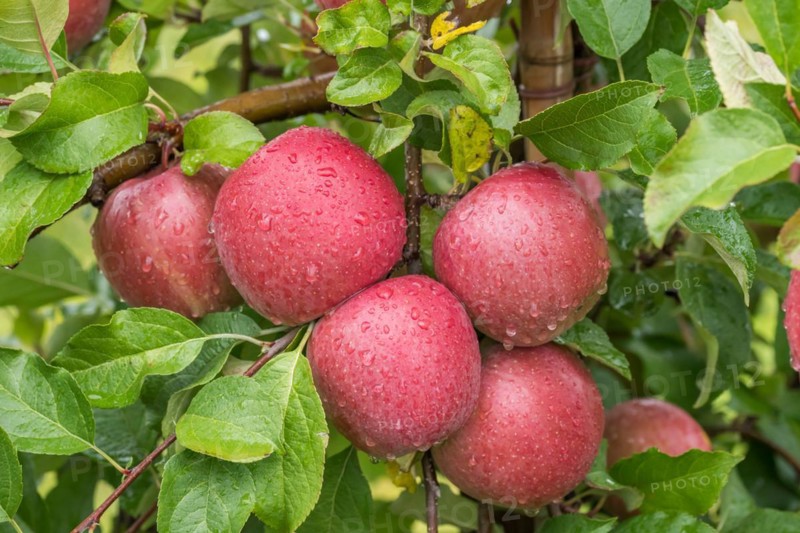 Apple (Malus domestica 'Fuji'), Cambridge Botanical Garden, Germany, Europe