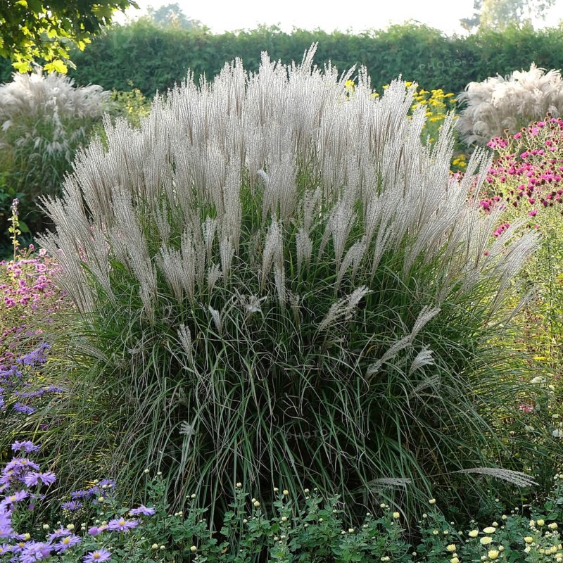 Chinese reed (Miscanthus sinensis 'Kleine Silberspinne'), Förster-Garten Potsdam-Bornim, Förster-Garten, Federal Republic of Germany