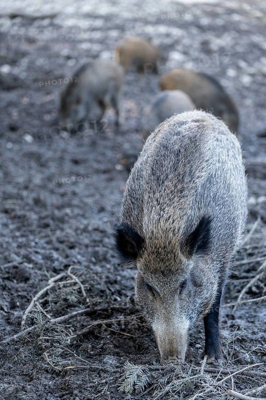 Wild boar (Sus scrofa), Daun Wildlife Park, Vulkaneifel, Rhineland-Palatinate, Germany, Europe