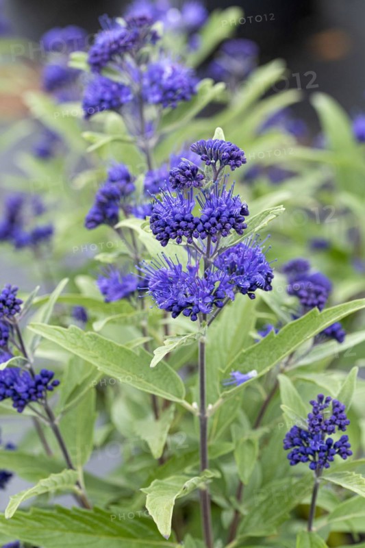 Caryopteris × clandonensis 'Dark Knight', Cambridge Botanical Garden, Germany, Europe