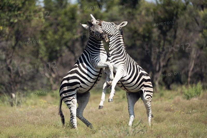 Zebras in a playful fight, Gauteng, South Africa, Africa