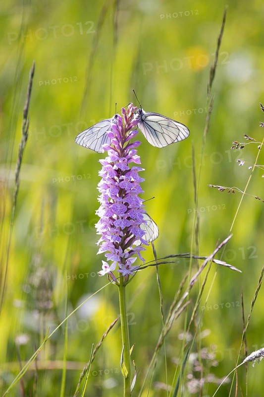 Moorland spotted orchid (Dactylorhiza maculata), black-veined white (Aporia crataegi) visits the flower in the sunshine, Black Forest National Park, Germany, Europe