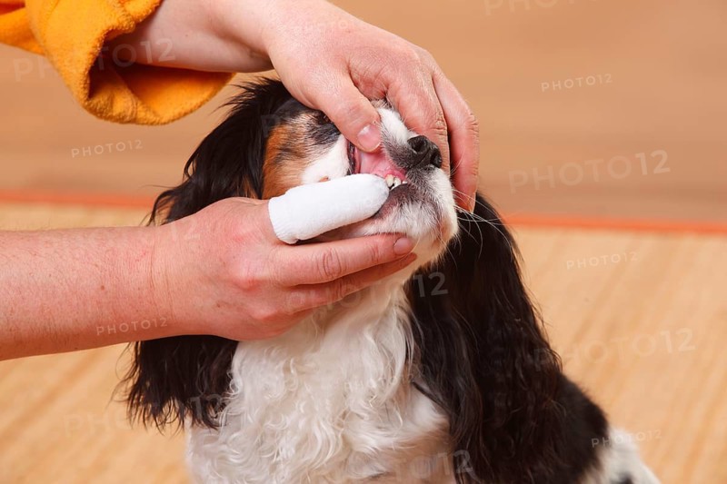 Cavalier King Charles Spaniel, tricolour, dental care fingerling