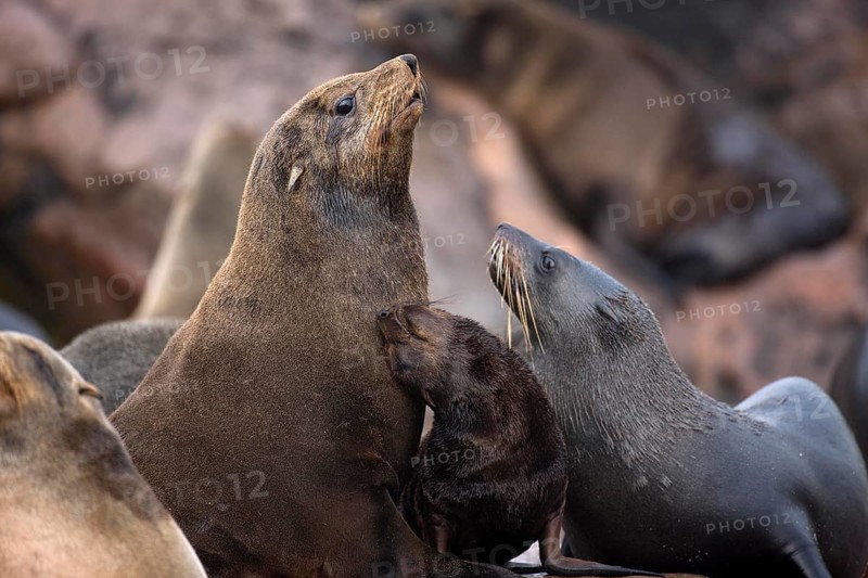 South African Fur Seal (arctocephalus pusillus), Females with Pup, Cape Cross in Namibia