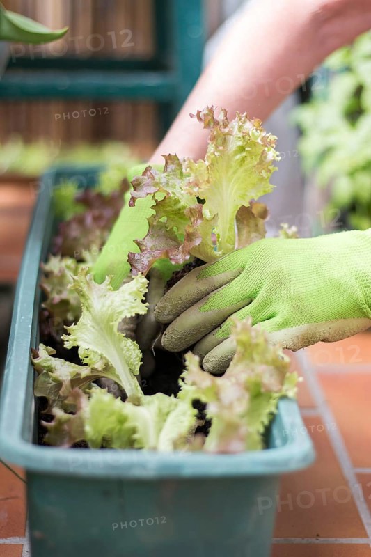 Woman with green work gloves is planting salad seedlings in her own garden, urban gardening