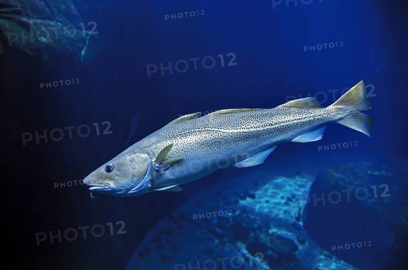 Atlantic cod (gadus morhua), Atlantic cod, Atlantic codfish, Other animals, Fish, Animals, Atlantic cod-like, ATLANTIC COD