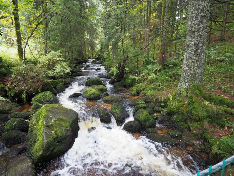 The Elz is a right-bank tributary of the Rhine in the Black Forest. The river rises in the area of the Brends? (1148m) and the Rohrhardsberg northwest of Furtwangen in the Black Forest. The photograph shows the course of the river in the upper Elz valley on the border to the