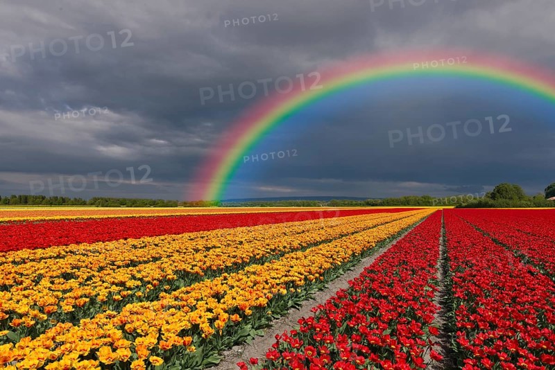 Cultivated field with different coloured tulips and a rainbow in the background, Netherlands