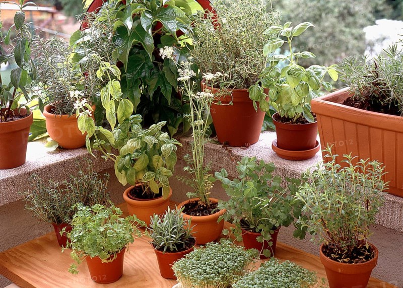 Different herbs on a windowsill, Different herbs on a windowsill