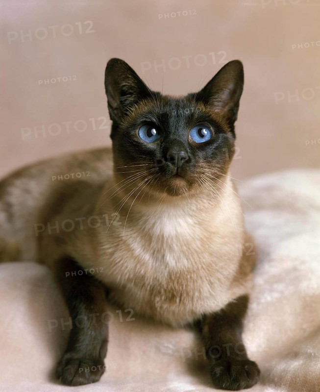 Seal Point Siamese Domestic Cat