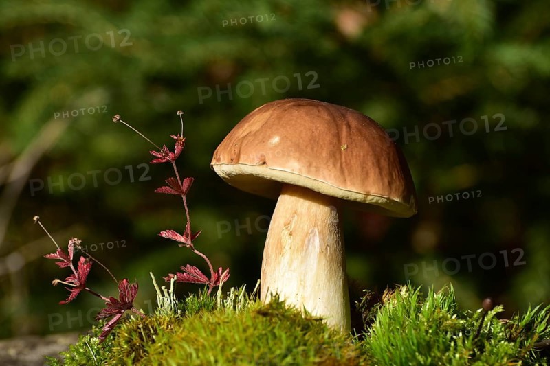 King bolete (Boletus edulis) growing on a moss cushion in autumn, Hunsrück, Rhineland-Palatinate, Germany, Europe