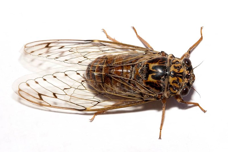 Cicada (orni), Portugal, Europe