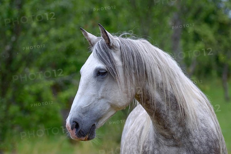 Berber horse