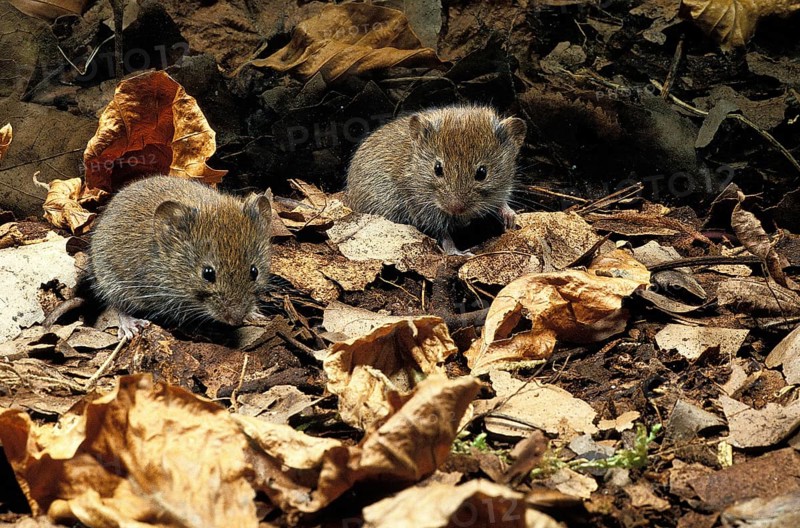 Bank Vole (clethrionomys glareolus), Adults on Fallen Leaves