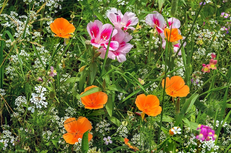 Summer meadow with California poppy (Eschscholzia californica), corydalis (Iberis umbellata) and godetia (Clarkia amoena), Allgäu, Bavaria, Germany, Europe