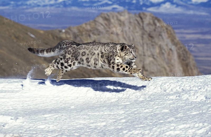Snow Leopard (uncia uncia) or Ounce, Adult running on Snow
