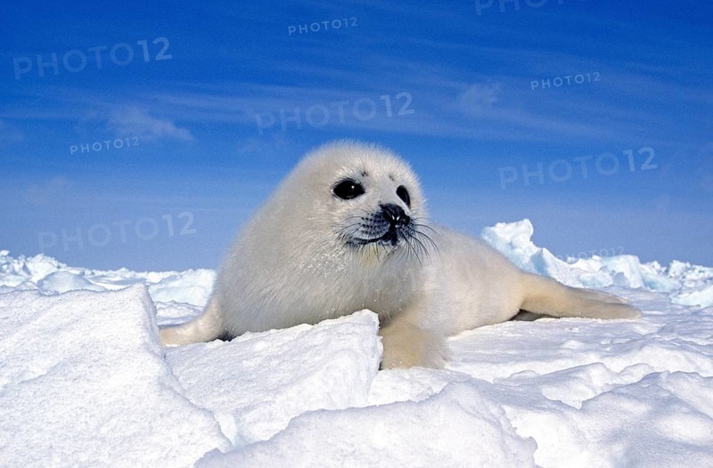 Harp Seal (pagophilus groenlandicus), Pup standng on Icefield, Magdalena Islands in Canada