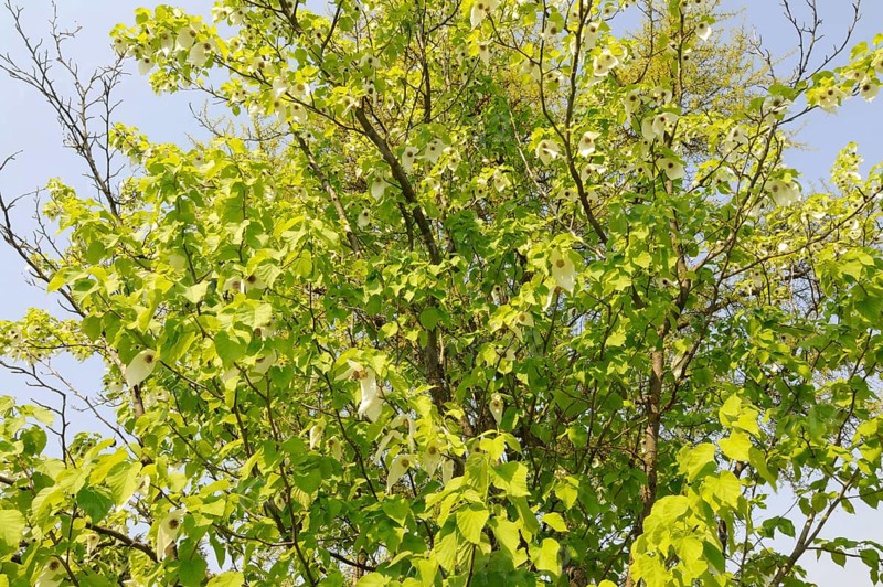 Dove tree (Davidia involucrata var.vilmoriniana), dove tree, Tupelo family (Nyssaceae)