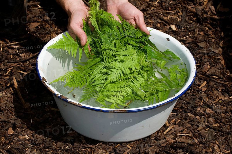 Production of herbal swill with worm fern (Dryopteris filix-mas), worm fern swill, fern swill, herbal swill