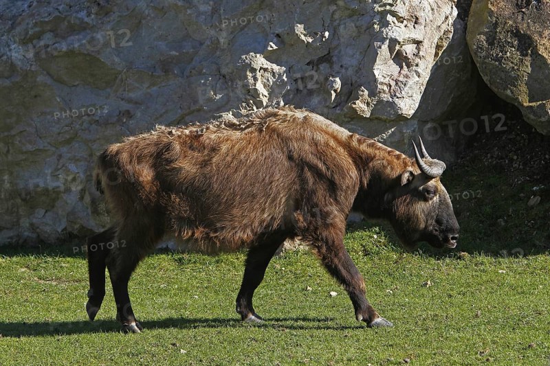 Takin, bovine chamois, takins (budorcas taxicolor), bovine chamois, bovine goats, goat-like, ungulates, even-toed ungulates, mammals, animals, adult