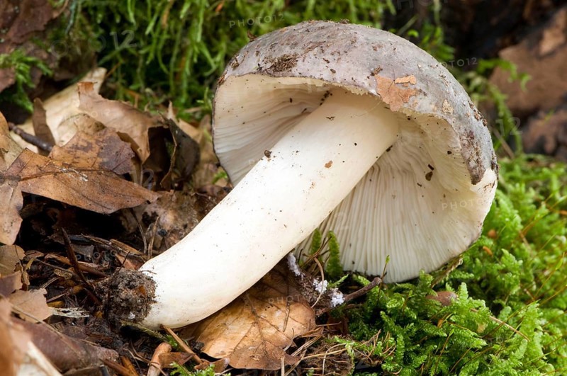 Russula cyanoxantha (Russula cyanoxantha), lady's pinto