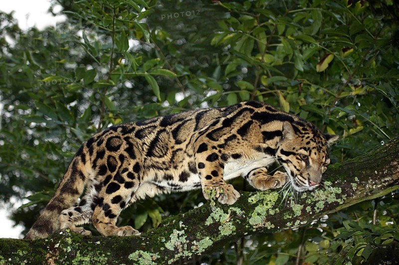 Clouded leopard (neofelis nebulosa), adult in tree