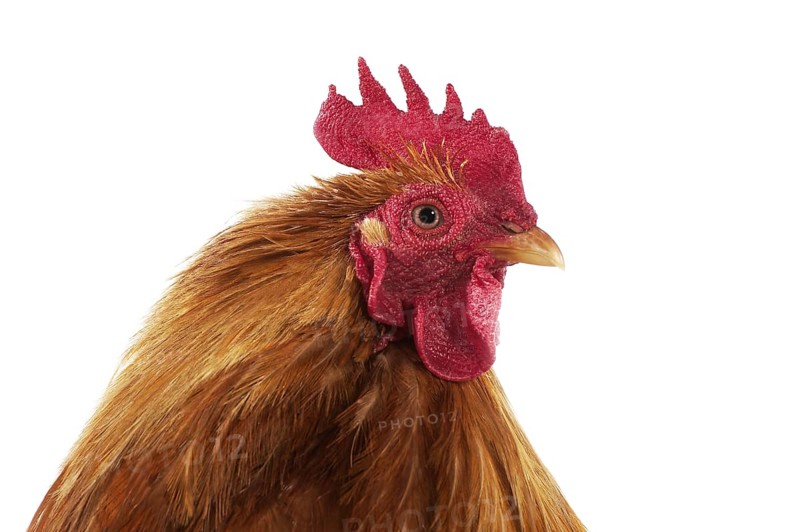 Brahma Perdrix chicken, a breed from India, portrait of the cock against a white background