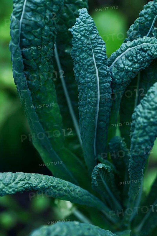 Lacinato kale, cavolo nero, green leaves. Closeup of a plant